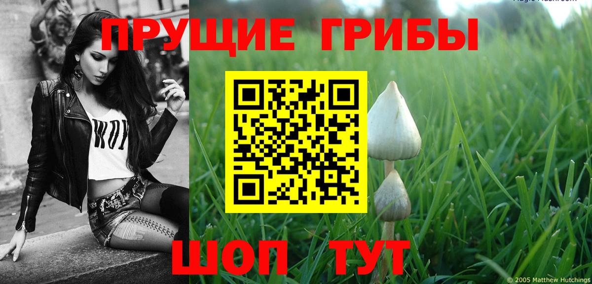 Саянск  Псилоцибиновые грибы прущие грибы  Вход с VPN 